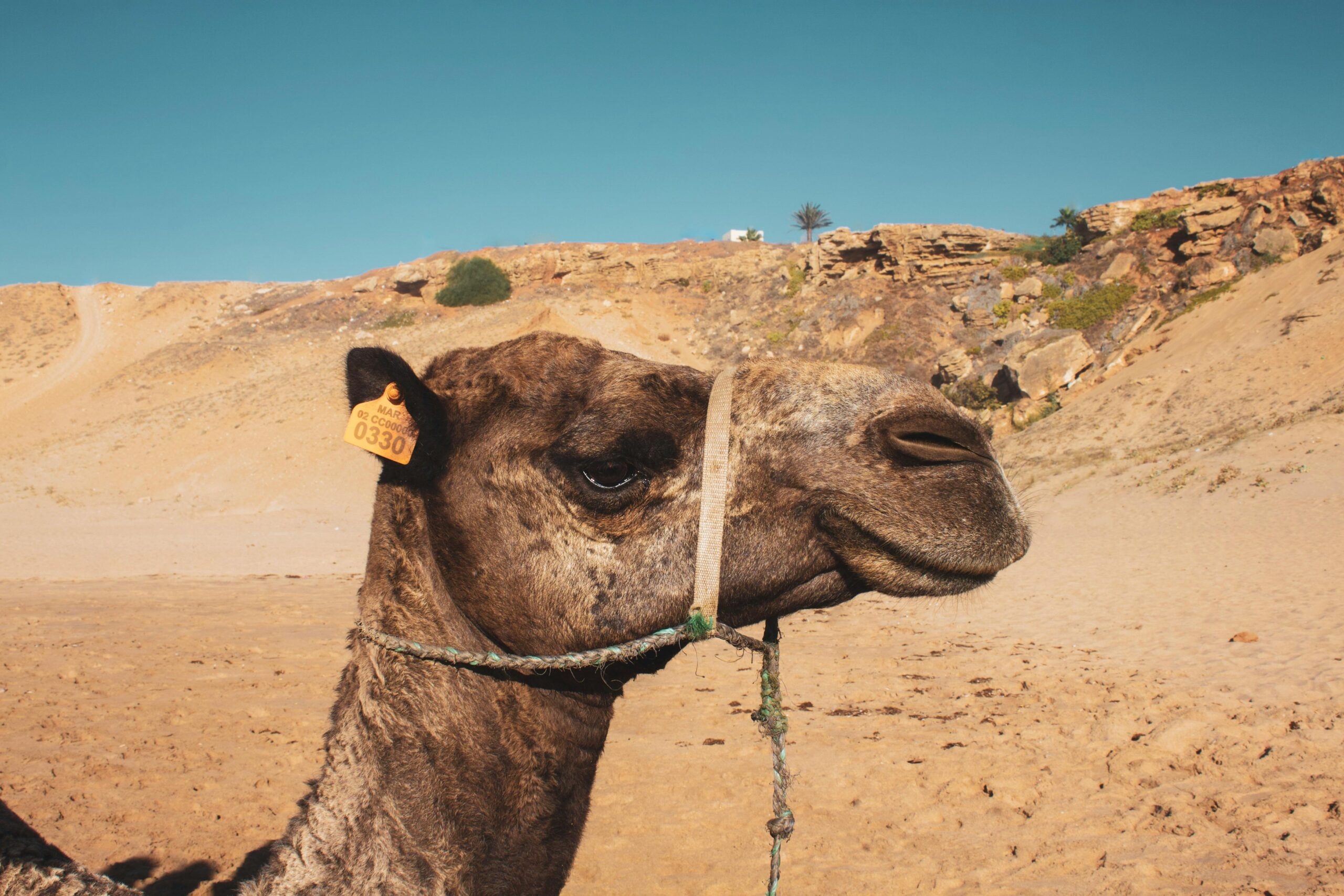Close-up of a camel in the arid desert near Tangier, Morocco.